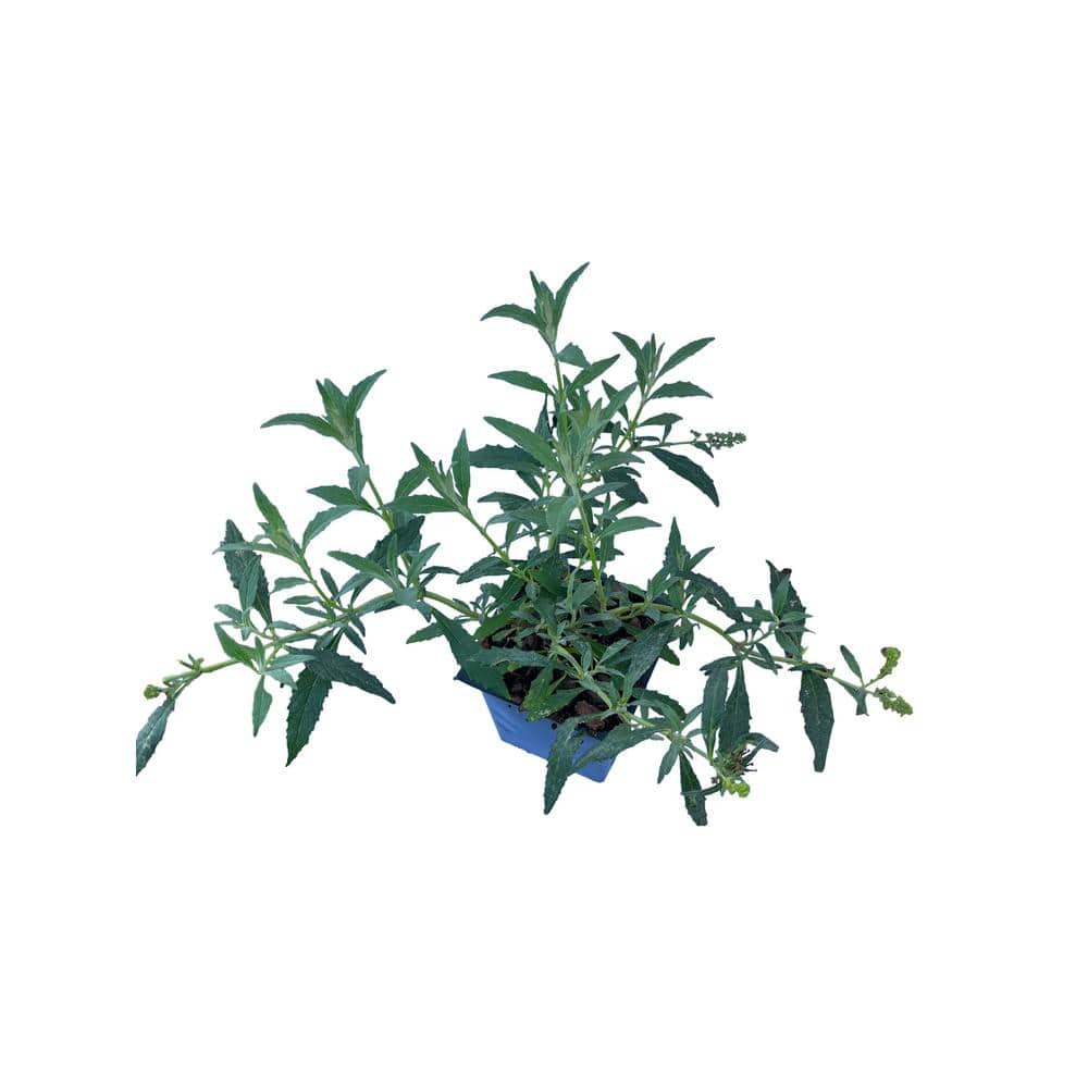 3 Butterfly Bush Buddleja Pink Delight Plants in 3 Separate 4 in. Pots