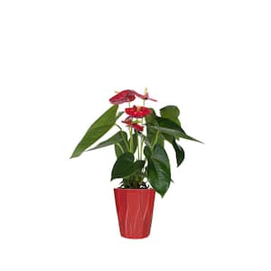 Red 5 in. Anthurium Plant in Ceramic Pot