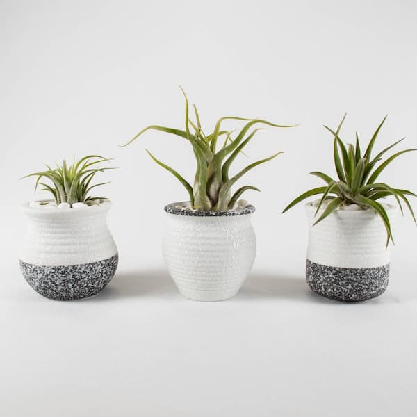 TropicalPlants.com Air Plant Trio (Tillandsias) - Live Plants in 2.5 in. White, Gray Color Ceramic Pot Set 2 w/ White Stone (3-Pack)