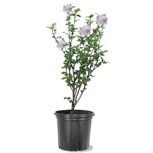 3 Gal. Red Heart White Flowering Rose of Sharon (Althea/Hibiscus) Deciduous Tree