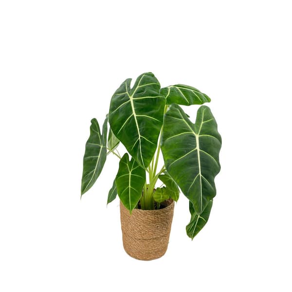 Mythic Alocasia Frydek Indoor Plant in 7 in. Wicker Jute Basket