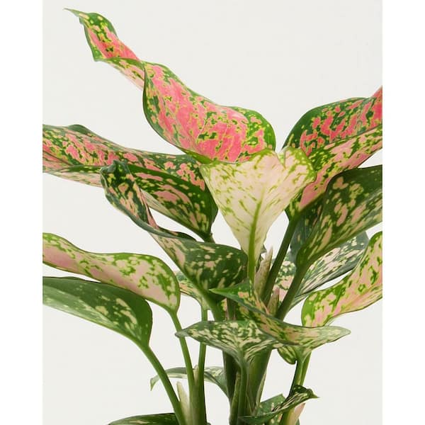 national PLANT NETWORK 6 in. Aglaonema Red Wishes Plant HD1769