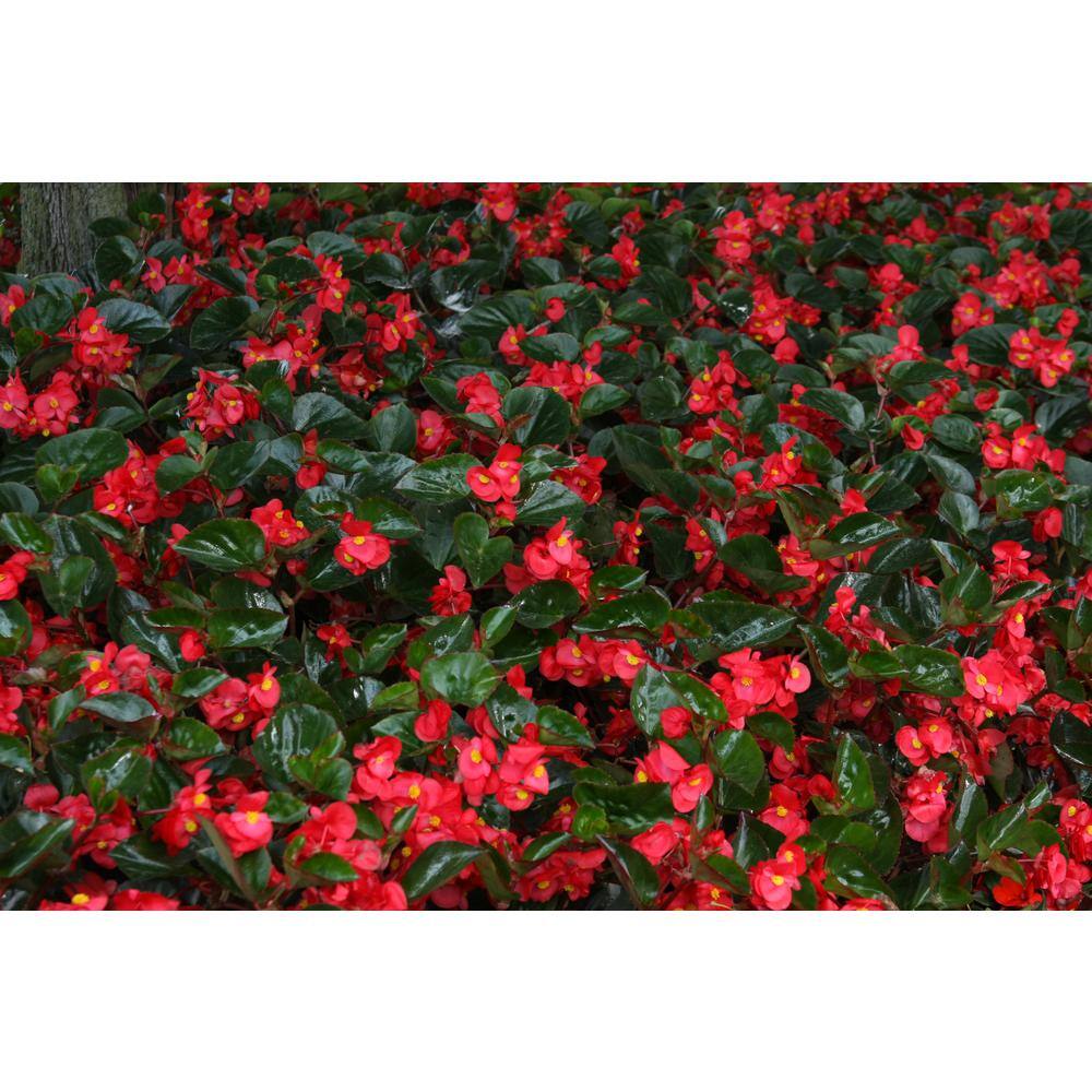 Reviews for PROVEN WINNERS 4-Pack,  in. Grande Surefire Red (Begonia)  Live Plant, Red Flowers | Pg 1 - The Home Depot