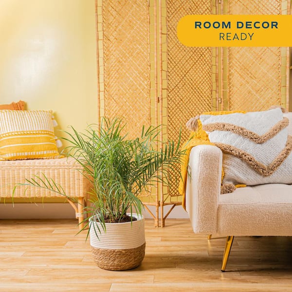 Roebellini, Pygmy Date Palm Indoor Plant in 10 in. Decor Weave Pot, Avg. Shipping Height 3-4 ft. Tall