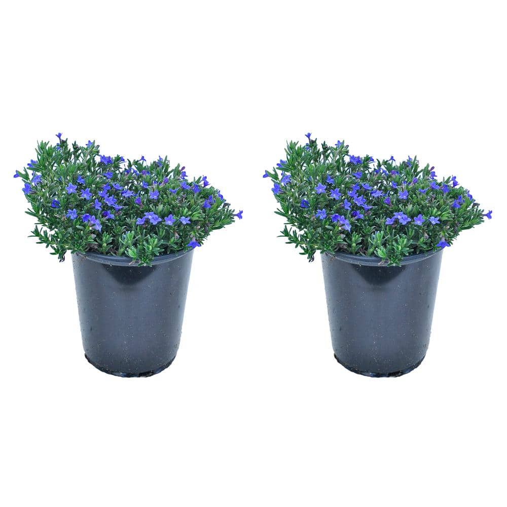 2.5 Qt. Perennial Lithodora Blue (2-Pack)