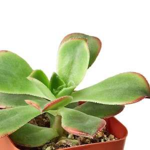 Succulent Variety Plant in 2 in. Grower Pot (2-Pack)