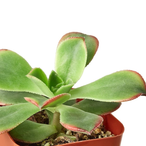 Unbranded Succulent Variety Plant in 2 in. Grower Pot (2-Pack)