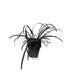 2.25 in. Pot Black Mondo Grass Plant