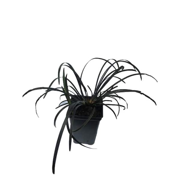 Daylily Nursery 2.25 in. Pot Black Mondo Grass Plant