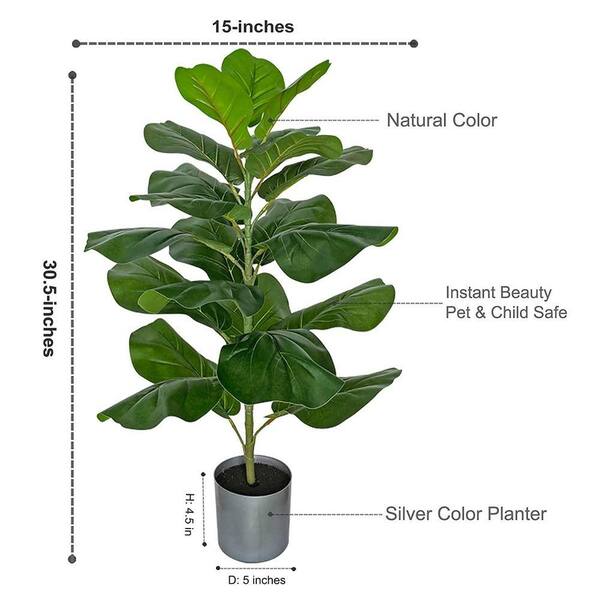 indoor plants money plant Money Tree Plant | Tropical Indoor Plants & Houseplants for Delivery main image 0