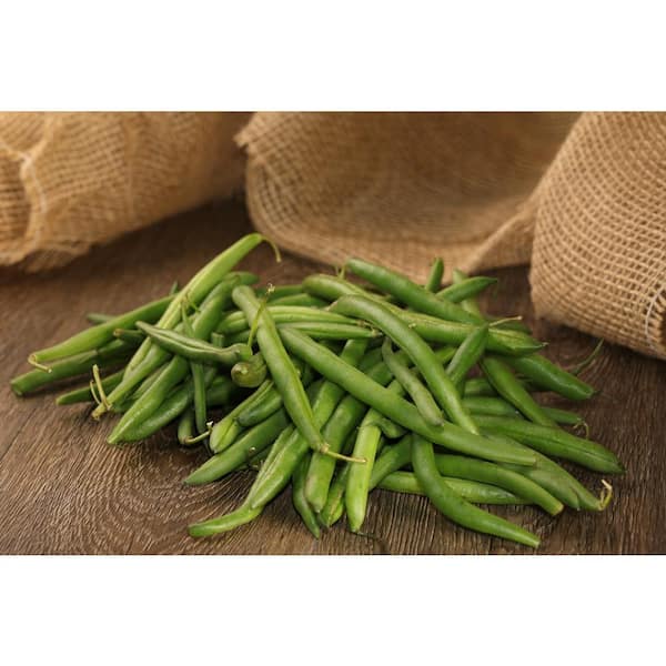 PROVEN WINNERS 4.25 in. Eco+Grande Blue Lake Green Bean (Phaseolus vulgaris) Live Vegetable Plant (4-Pack)