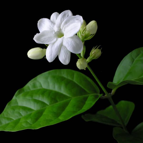 national PLANT NETWORK - 1 gal. Jasmine Sambac Arabian Plant