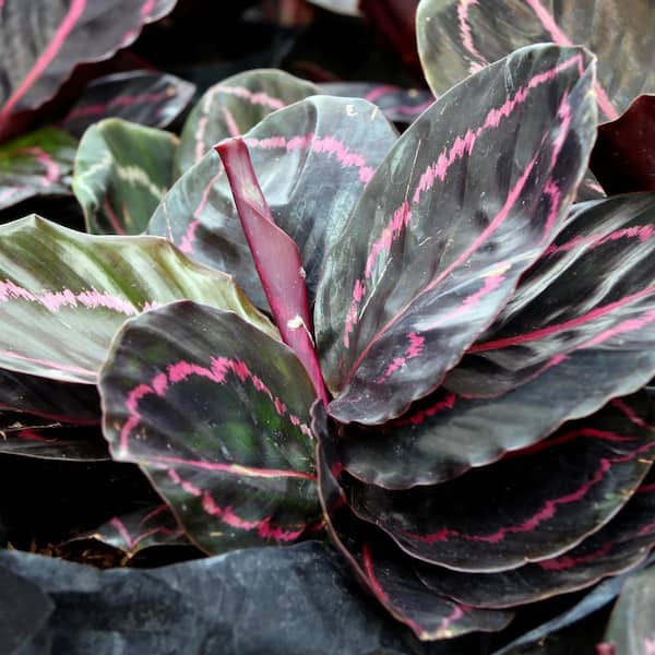 national PLANT NETWORK 4 in. Dottie Calathea Plant in Grower Pot (4-Piece)