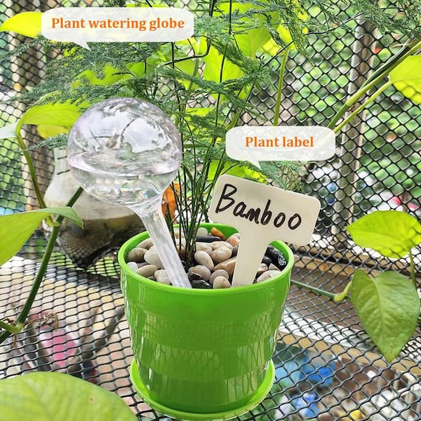 live indoor plant Fiddle Leaf Fig Tree (Live Indoor Plant)