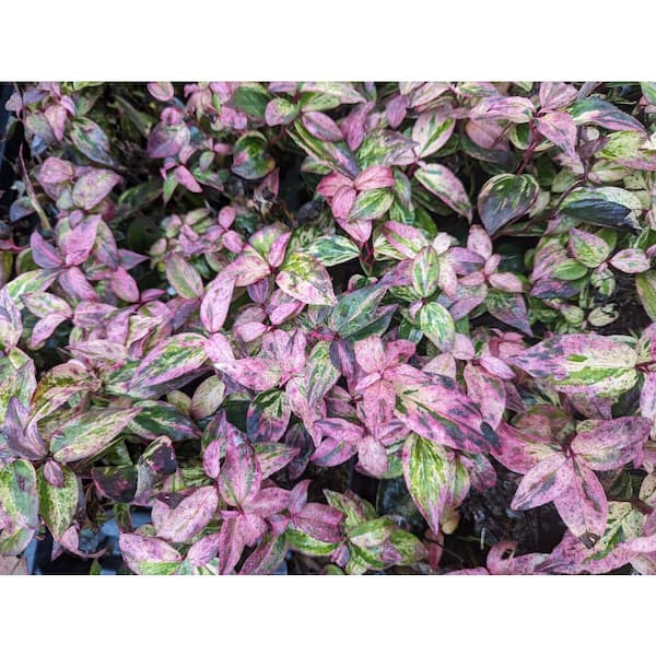 4.5 in. Quartz Paisley Pup Doghobble (Leucothoe Fontanesiana) Live Flowering Shrub with White Flowers