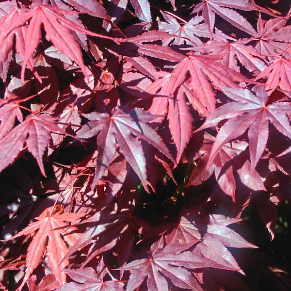 Spring Hill Nurseries 2.25 Gal. Pot, Bloodgood Japanese Maple Ornamental Tree (1-Pack)