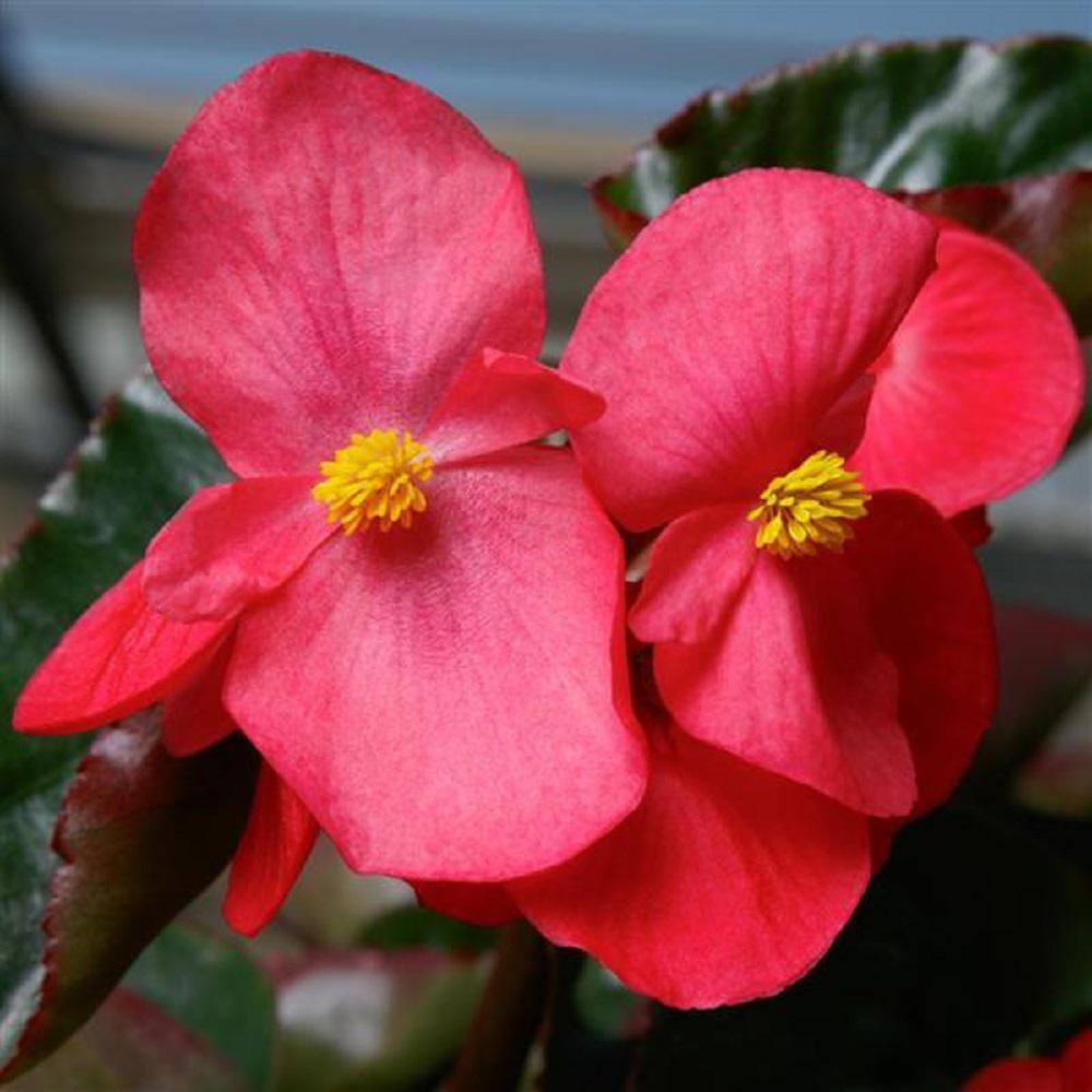 BELL NURSERY 12 in. HB Begonia Viking Explorer Rose On Green Annual ...