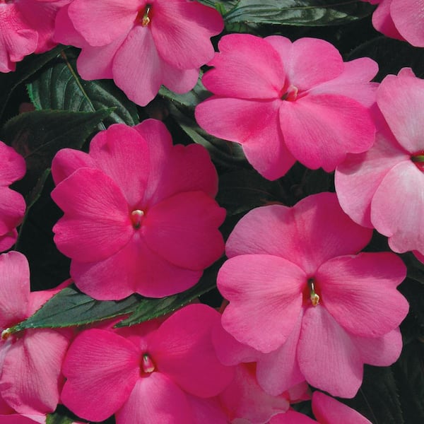 1 Qt. Compact Hot Pink SunPatiens Impatiens Outdoor Annual Plant with Pink Flowers