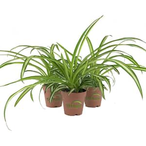 Spider Plant 6 in. Pot (2-Pack) THD100007 - The Home Depot