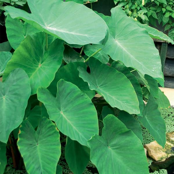 VAN ZYVERDEN Elephant Ears Colocasia (Set of 3 Mammoth Bulbs)