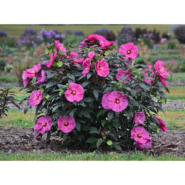 thumbnail image 2 of 20 Purple Hibiscus Seeds – Perennial Flower Seeds – Fresh – Toadstool Seeds – US Seller 2 of 3
