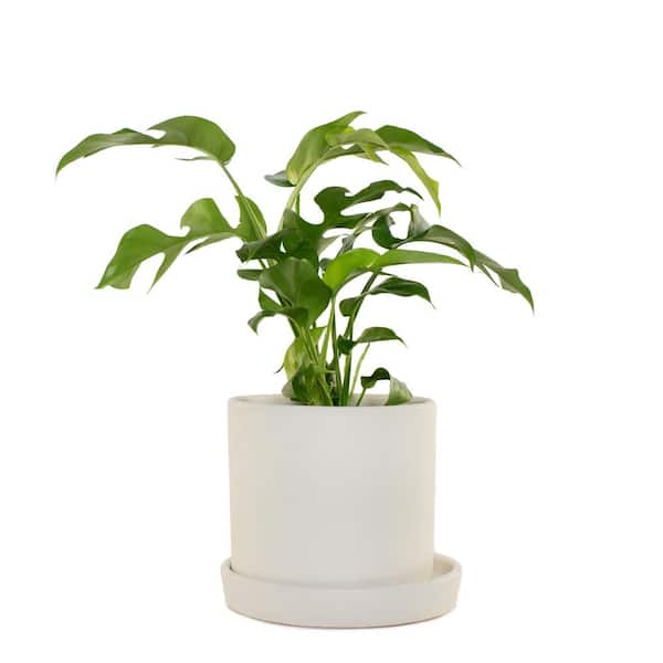 national PLANT NETWORK 5 in. Stonewash Recycled Planter with Saucer and 4 in. Monstera Ginny Plant (1-Piece)