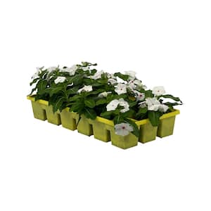1.97 Gal. Vinca Cora Polka Dot Flower in 2.75 in. Cell Grower's Tray (18- Plant)