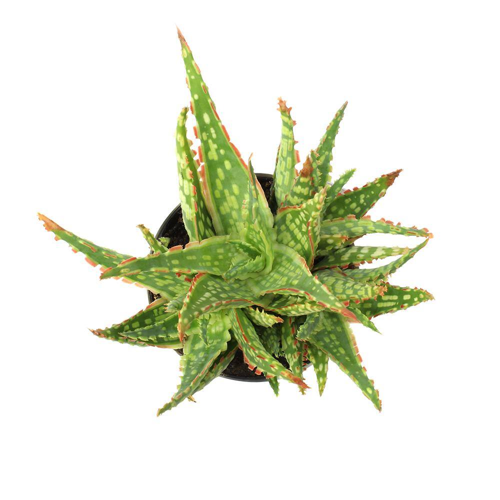 Star Aloe 3.5" Multicolor Plastic Planter Cactus