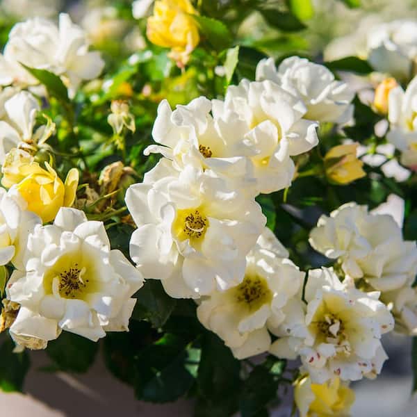 3 Gal. Popcorn Drift Rose Bush with Soft Yellow Flowers (2-Pack)
