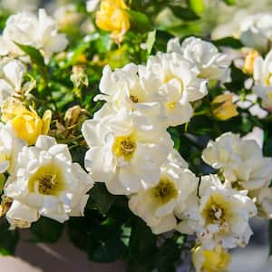 3 Gal. Popcorn Drift Rose Bush with Soft Yellow Flowers (2-Pack)