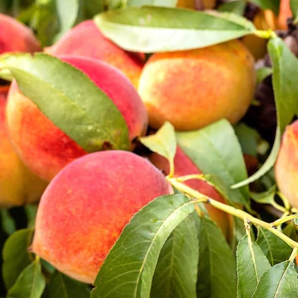 Unbranded 7 gal. Flordario Peach Fruit Tree
