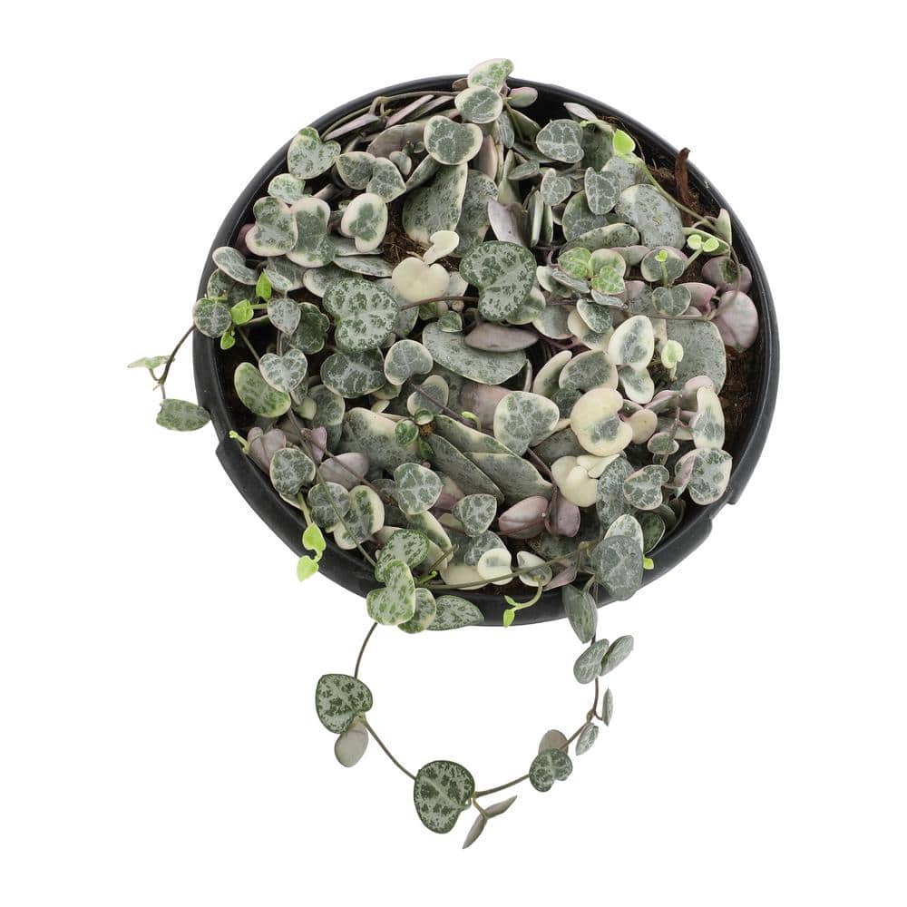 Variegated String of Hearts in Black Hanging Pot