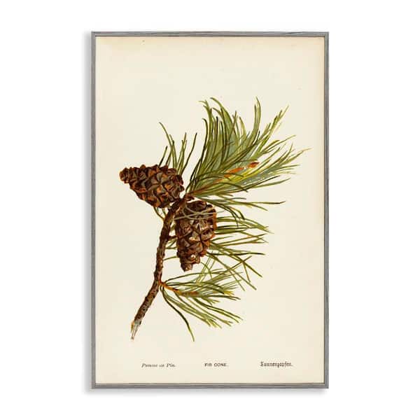 Stupell Industries Fir Tree Cones by Tina Higgins Designs, Inc. Gray Framed Nature Giclee Art Print 24 in. x 16 in.