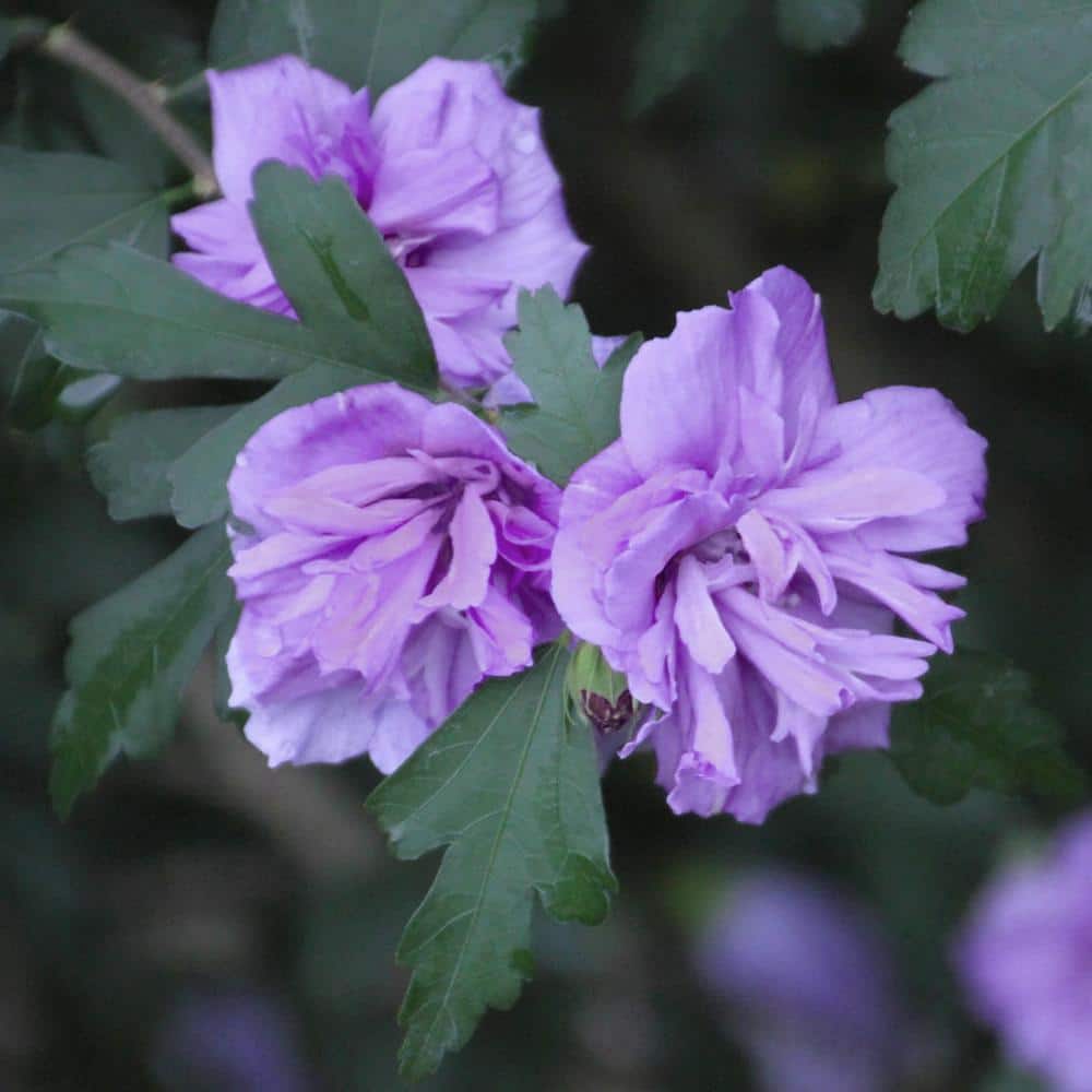 Lavender Blueberry Smoothie Hibiscus Flowering Shrub in 2-Gallon Pot