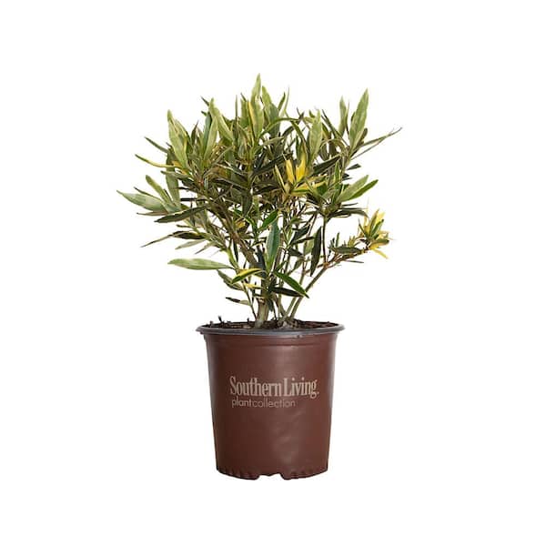SOUTHERN LIVING 2 Gal. Twist of Pink Oleander, Evergreen Shrub, Green and White Variegated Foliage, Pink Blooms