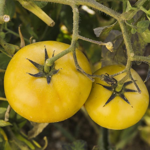 national PLANT NETWORK 2.5 in. Sean's Yellow Tomato Plant (3-Pack