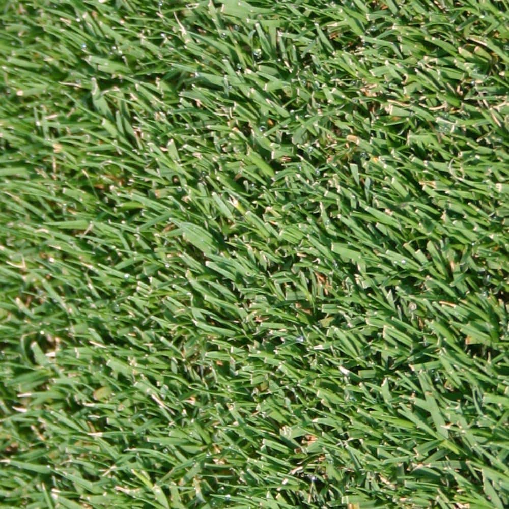 Harmony 8.34 sq. ft. Bermuda Sod BERM8.34SF - The Home Depot