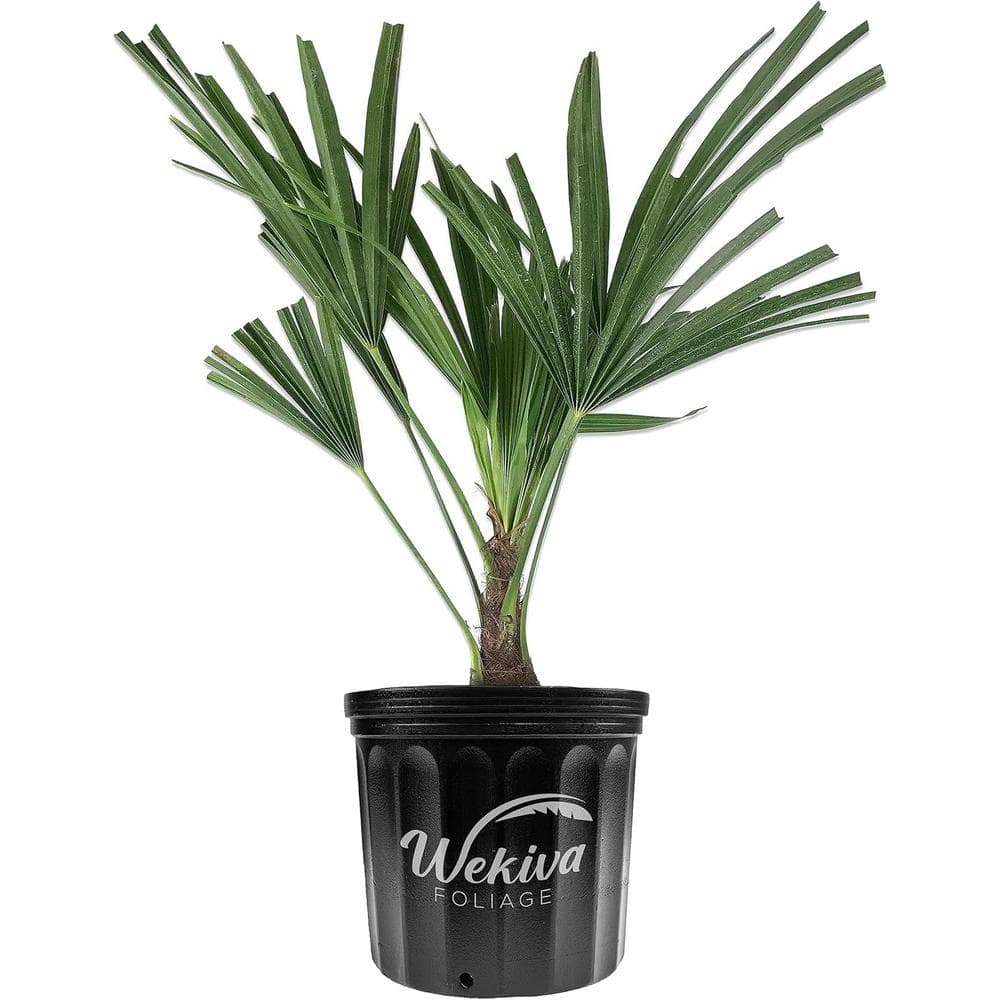 wekiva-foliage-palm-trees-