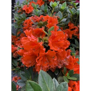 4.5 in. qt. Perfecto Mundo Double Orange Reblooming Azalea (Rhododendron) Live Plant in Orange Flowers