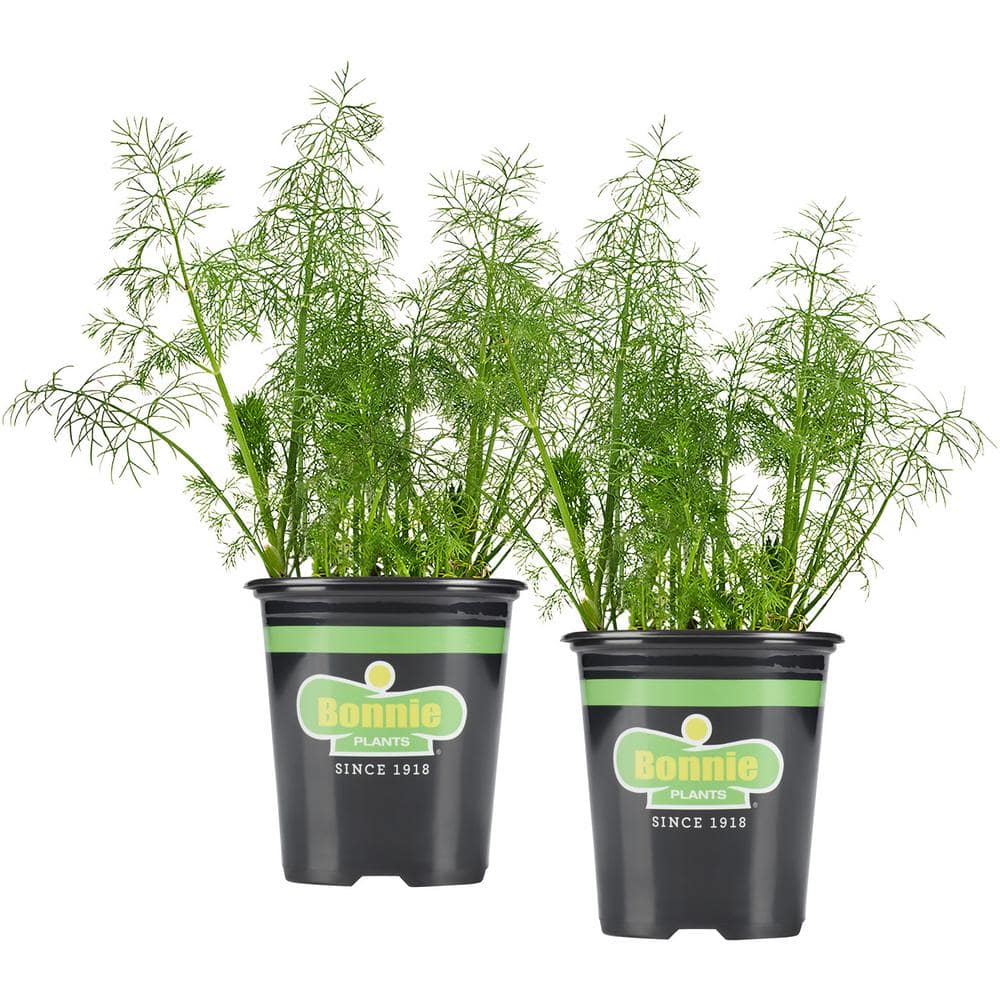 Bonnie Plants 19.3 Oz. Dill Live Plant (2-Pack)-202007 - The Home Depot