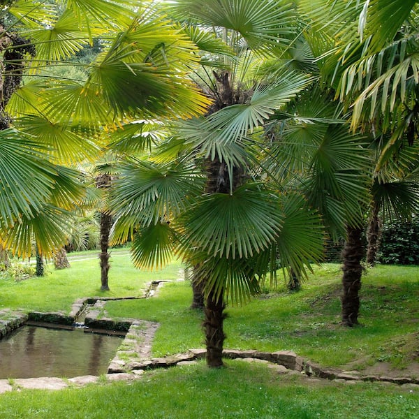 national PLANT NETWORK 3 gal. Windmill Palm HD2660 - The Home Depot