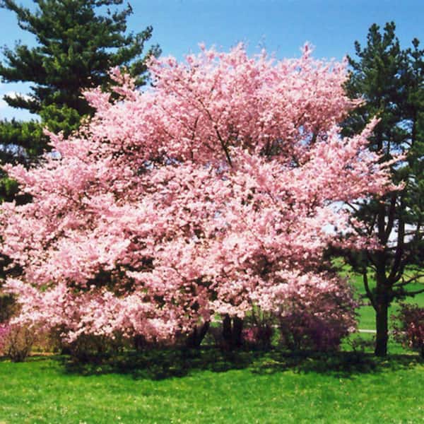 Unbranded 7 Gal. Accolade Cherry Flowering Deciduous Tree with Pink Flowers