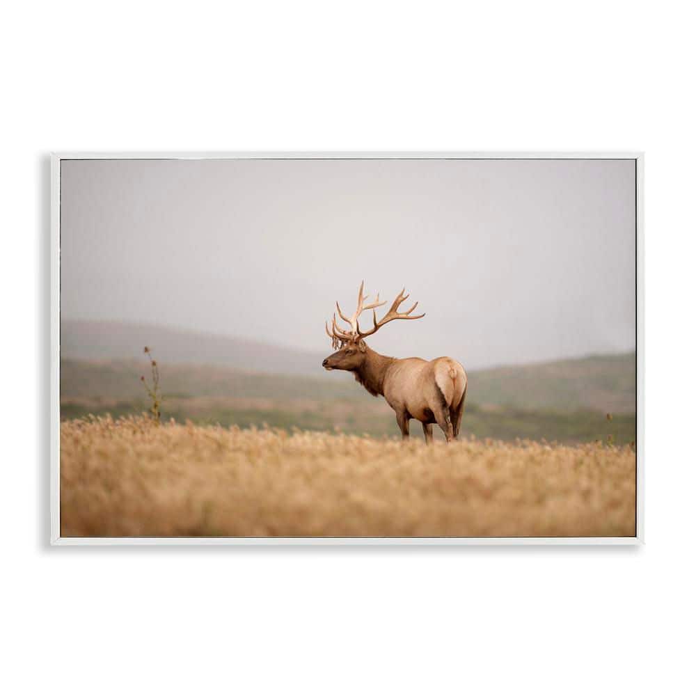 Tule Elk Photography by Crystal Lynn Collins White Framed Nature Giclee Art Print 12 in. x 18 in. price history on PriceWatchPro