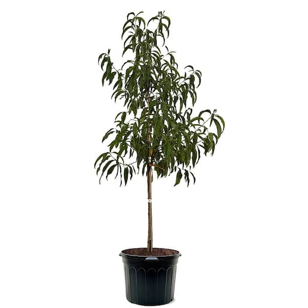 7 Gal. Elberta Peach Fruit Tree