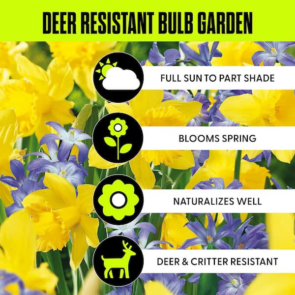 Deer Resistant Bulb Garden (Set of 50)