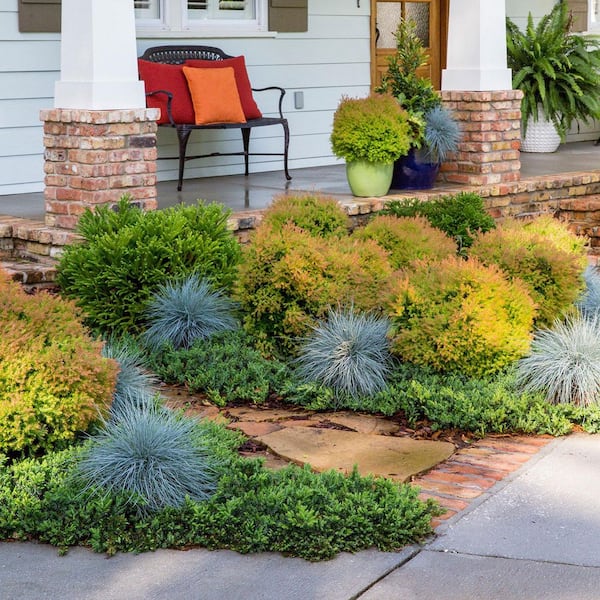 Reviews for SOUTHERN LIVING 2 Gal. Fire Chief Arborvitae (Thuja  Occidentalis) Live Dwarf Evergreen Shrub, Golden-Orange Foliage | Pg 3 -  The Home Depot
