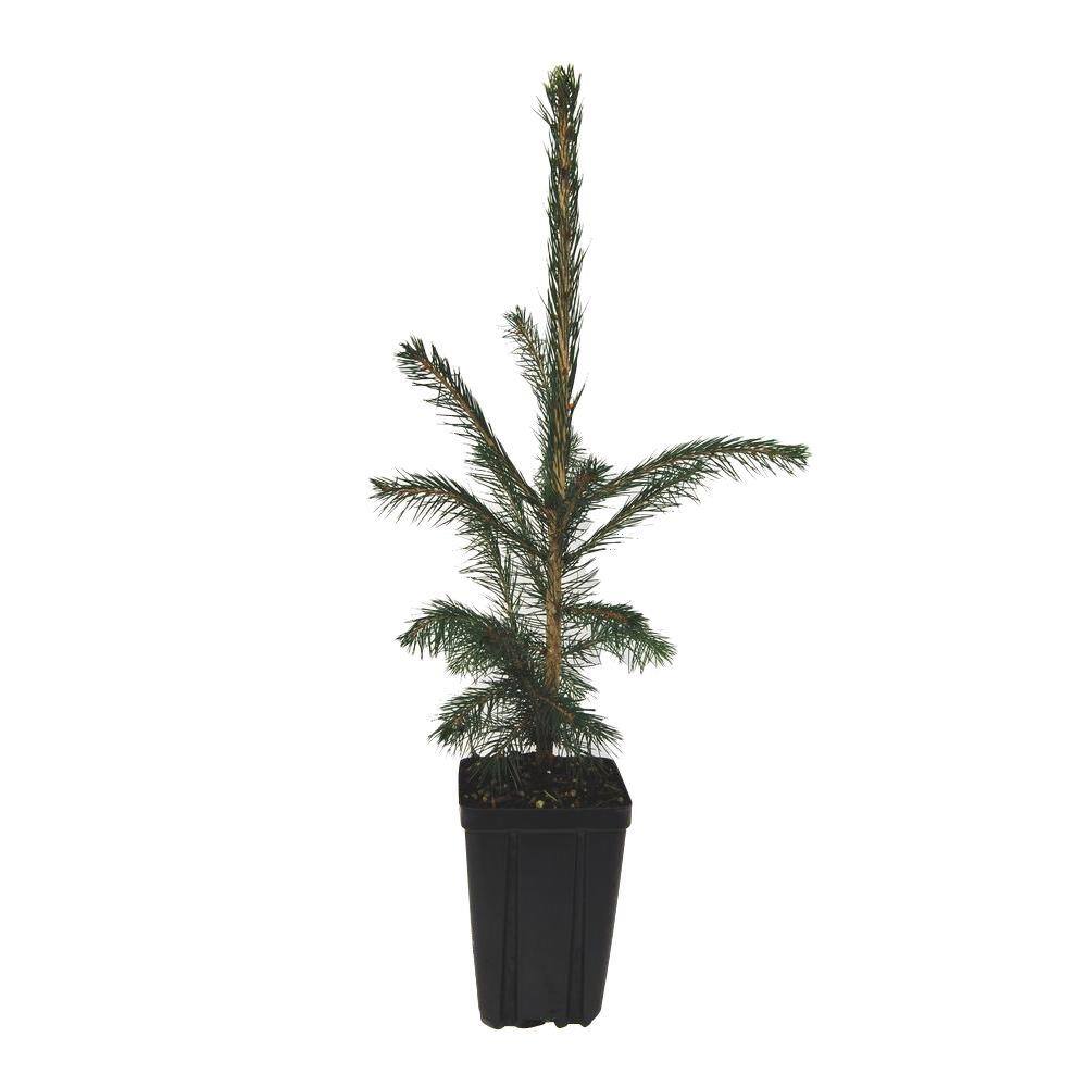 Evergreen Nursery White Spruce Potted Evergreen Tree SPRWHIAQT - The ...