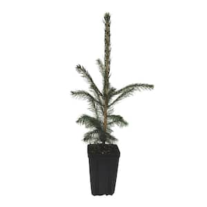 White Spruce Potted Evergreen Tree