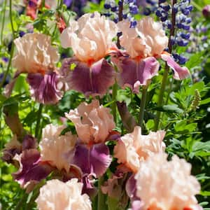 Bearded Iris Cherry Blossom Song (Set of 3 Roots)
