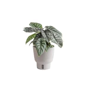 Trending Tropical Alocasia Silver Dragon Indoor Plant in 6 in. Self-Watering Pot